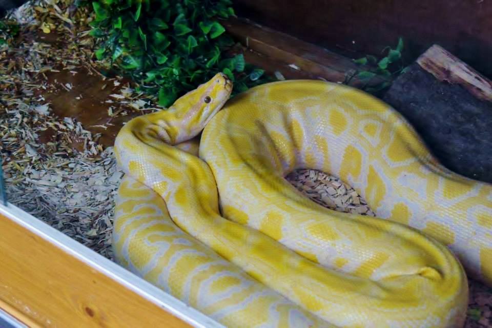 a large yellow and white burmese python in a wooden enclosure