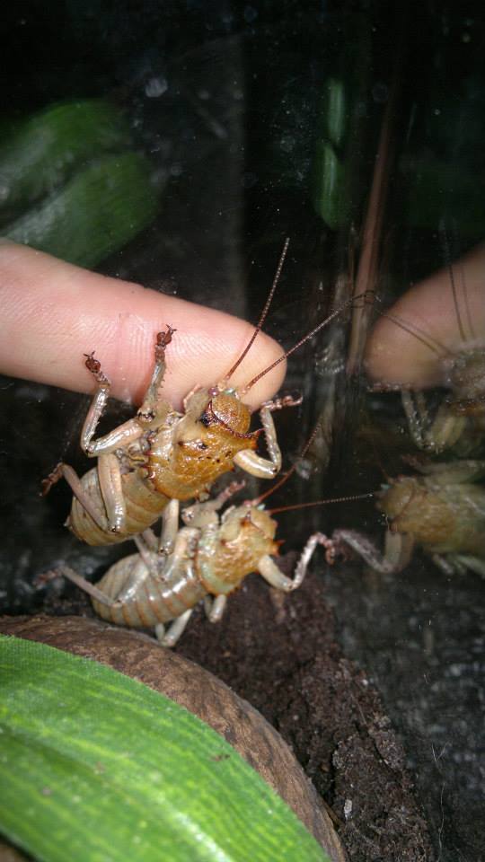 two large brown crickets