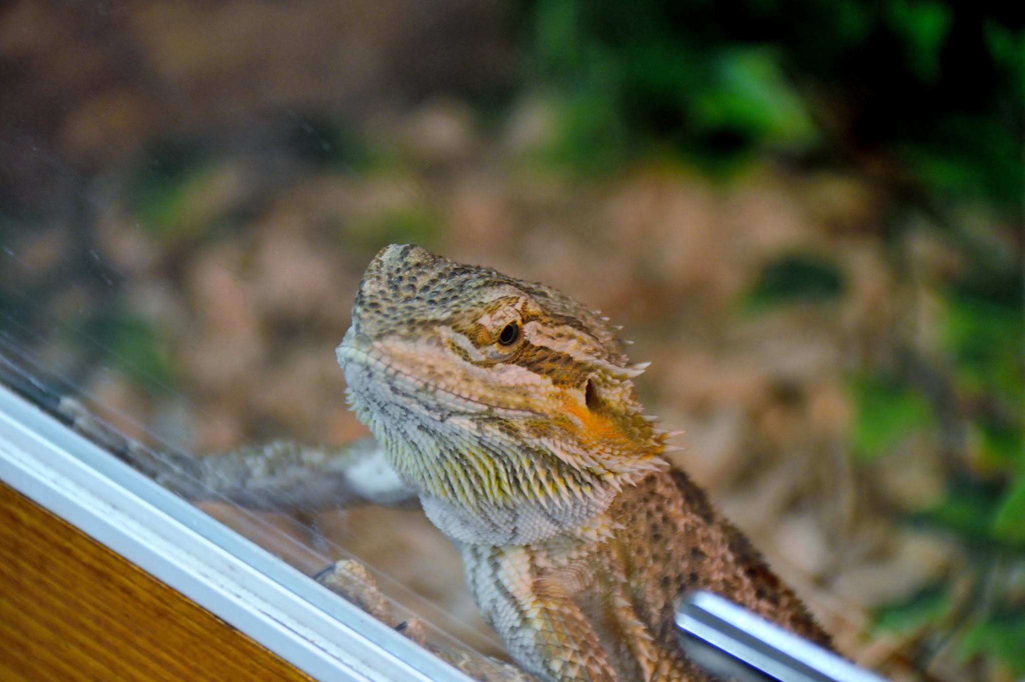 a medium sized grey bearded dragon with looking through glass of its wooden enclosure