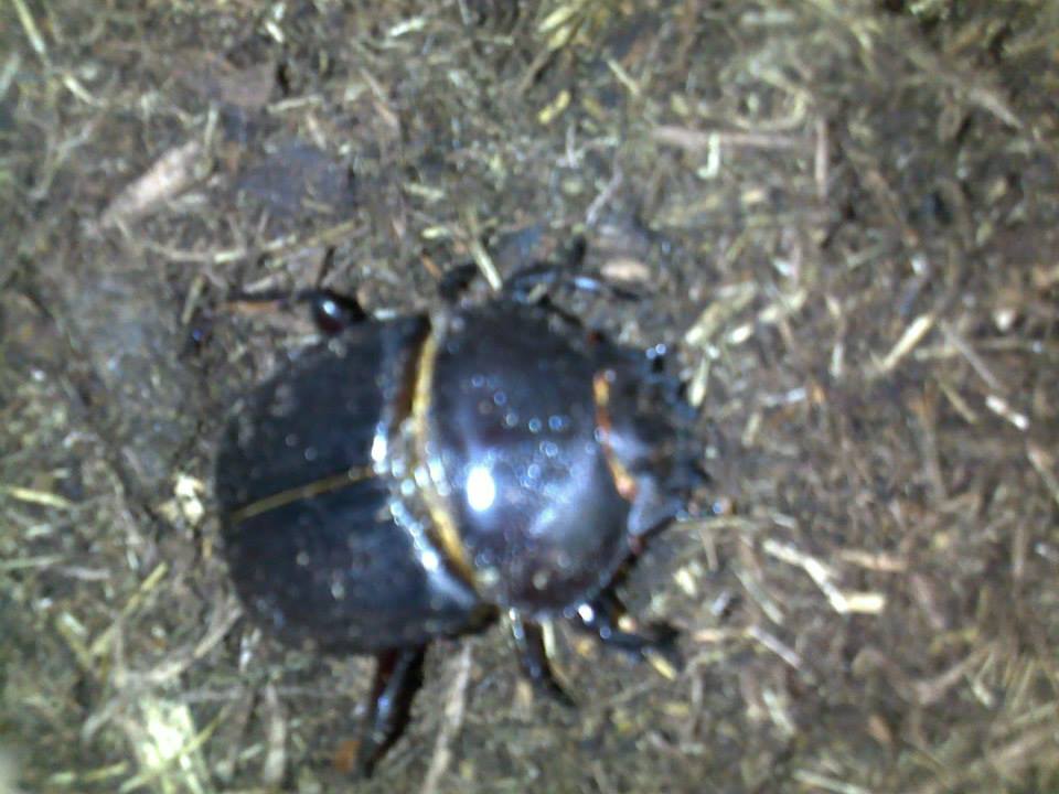 a large black dung beetle