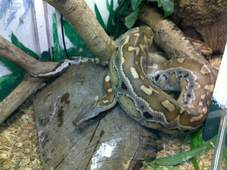 a heavy bodied python with a grey head and reddish brown body with creamy yellow markings
