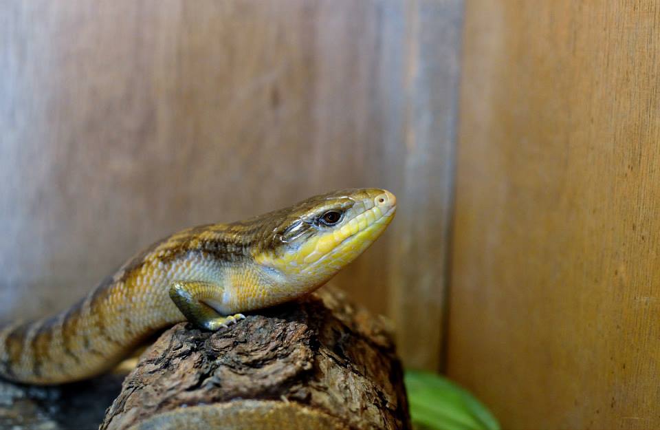 a shiny smooth scaled blue tongued skink leaning on a wooden log in a wooden enclosure