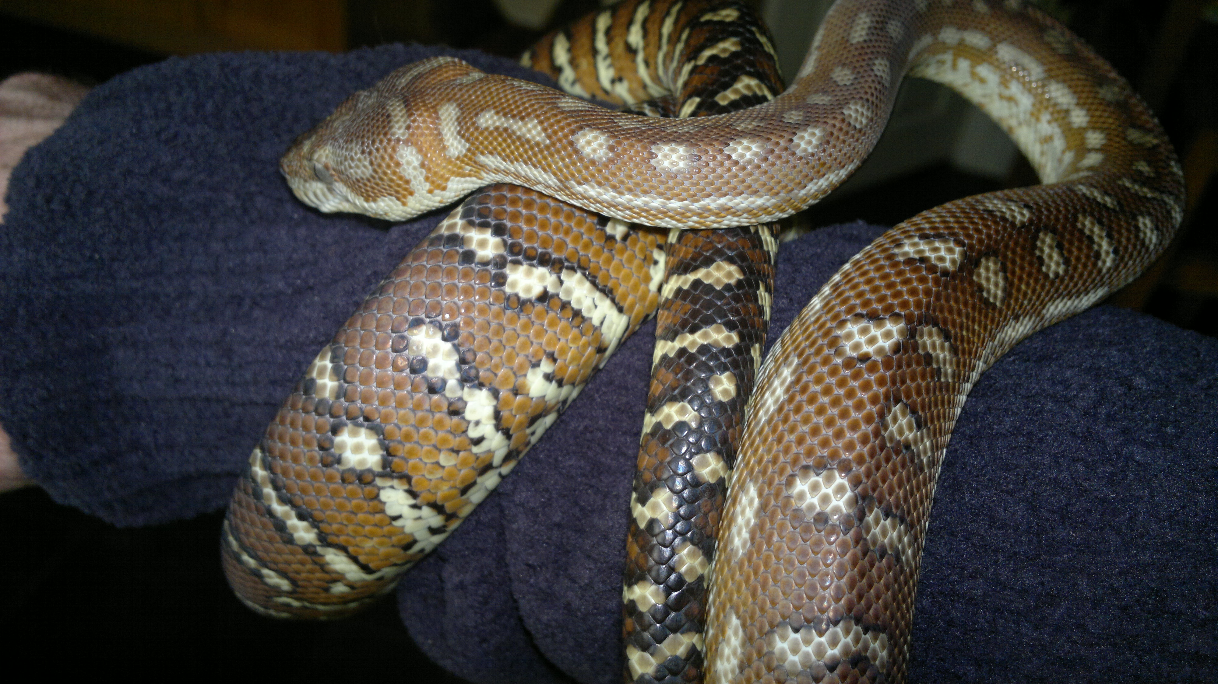 A brown python with beige and gold stripes with cream underneath