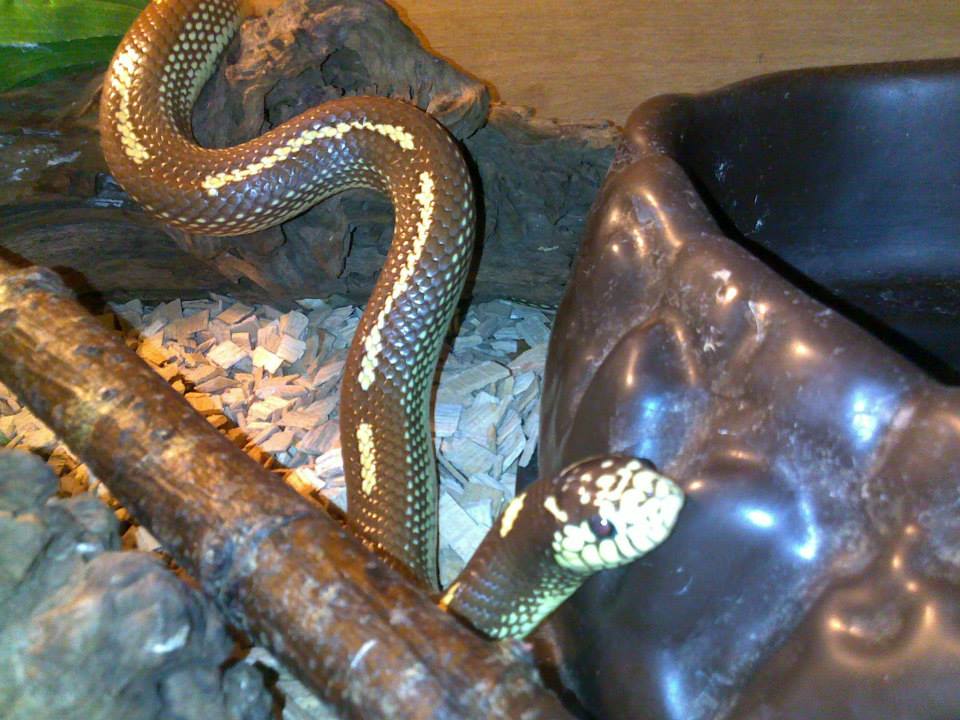a light brown snake with yellow dots and dashes along its back