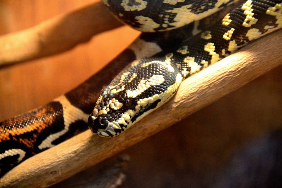 a bright yellow and black carpet python on a branch