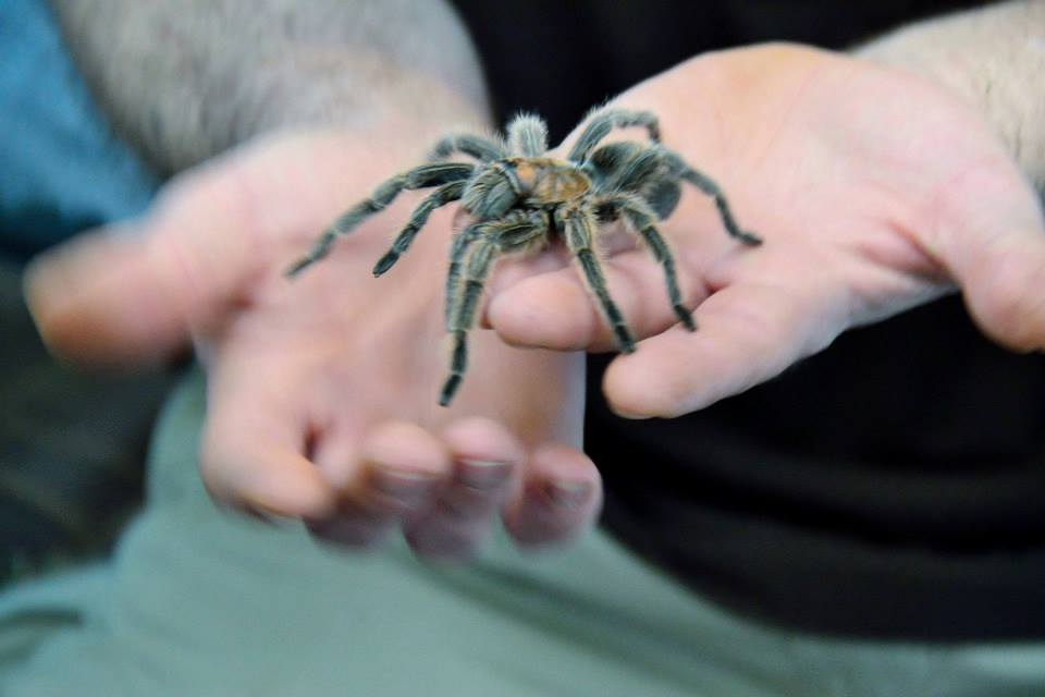 a large grey chilian rose tatantula on someones hands