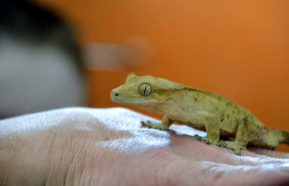 a young crested gecko with large light grey eyes and a greenish brown body on someones hand
