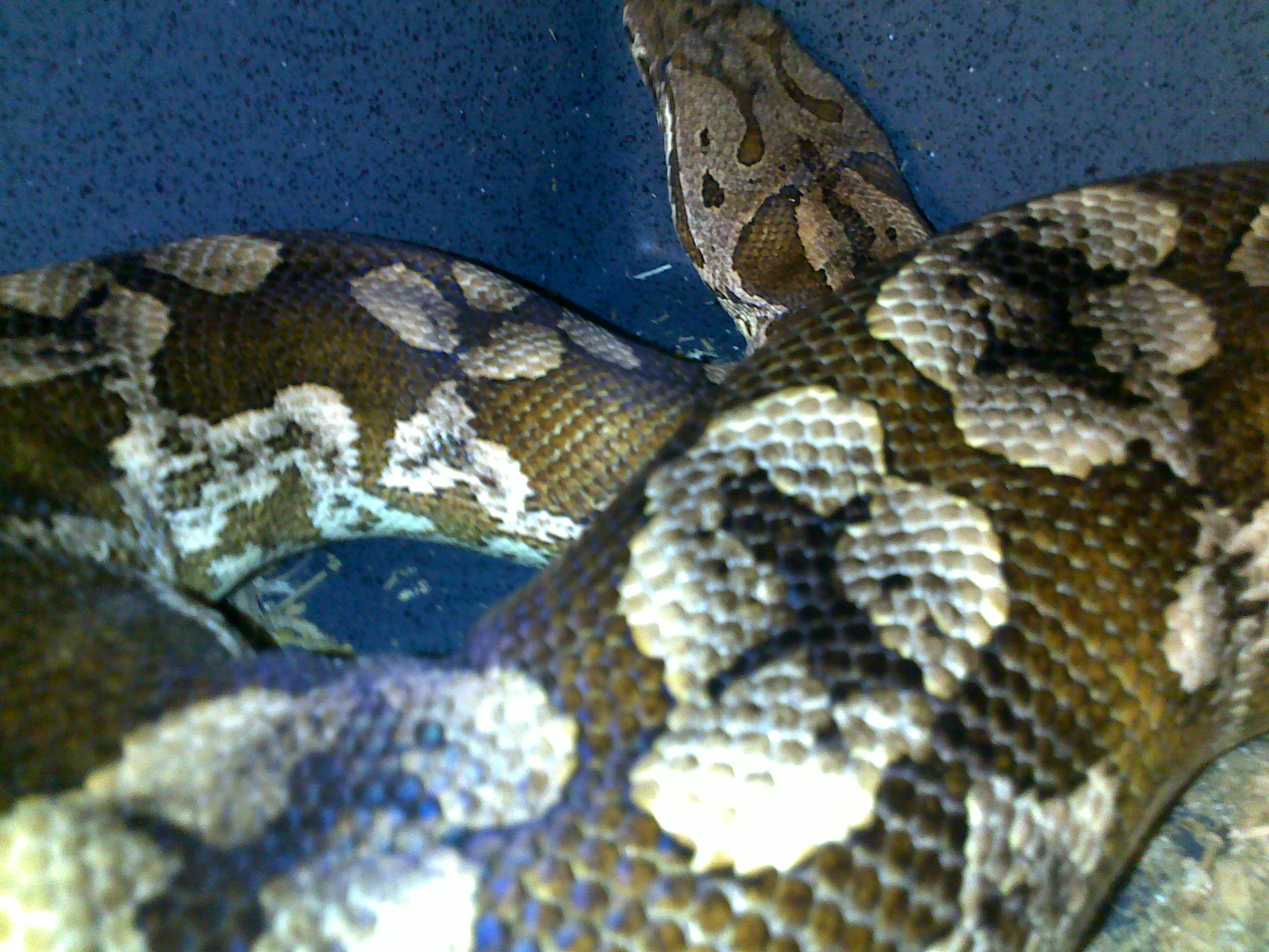 a dumerils boa with a brown body with large white blotches