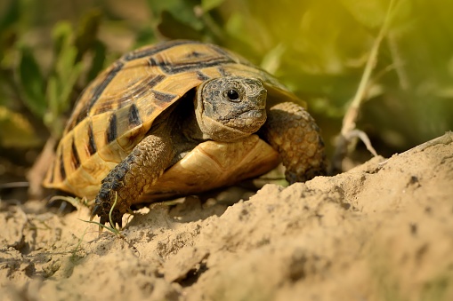 a hermans tortoise with yellow with black patches on its shell