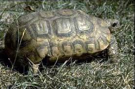 a medium bells hingeback tortoise with a light brown shell