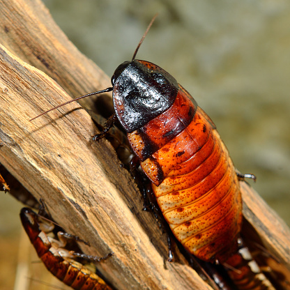 a reddish orange hissing cockroach with a black head