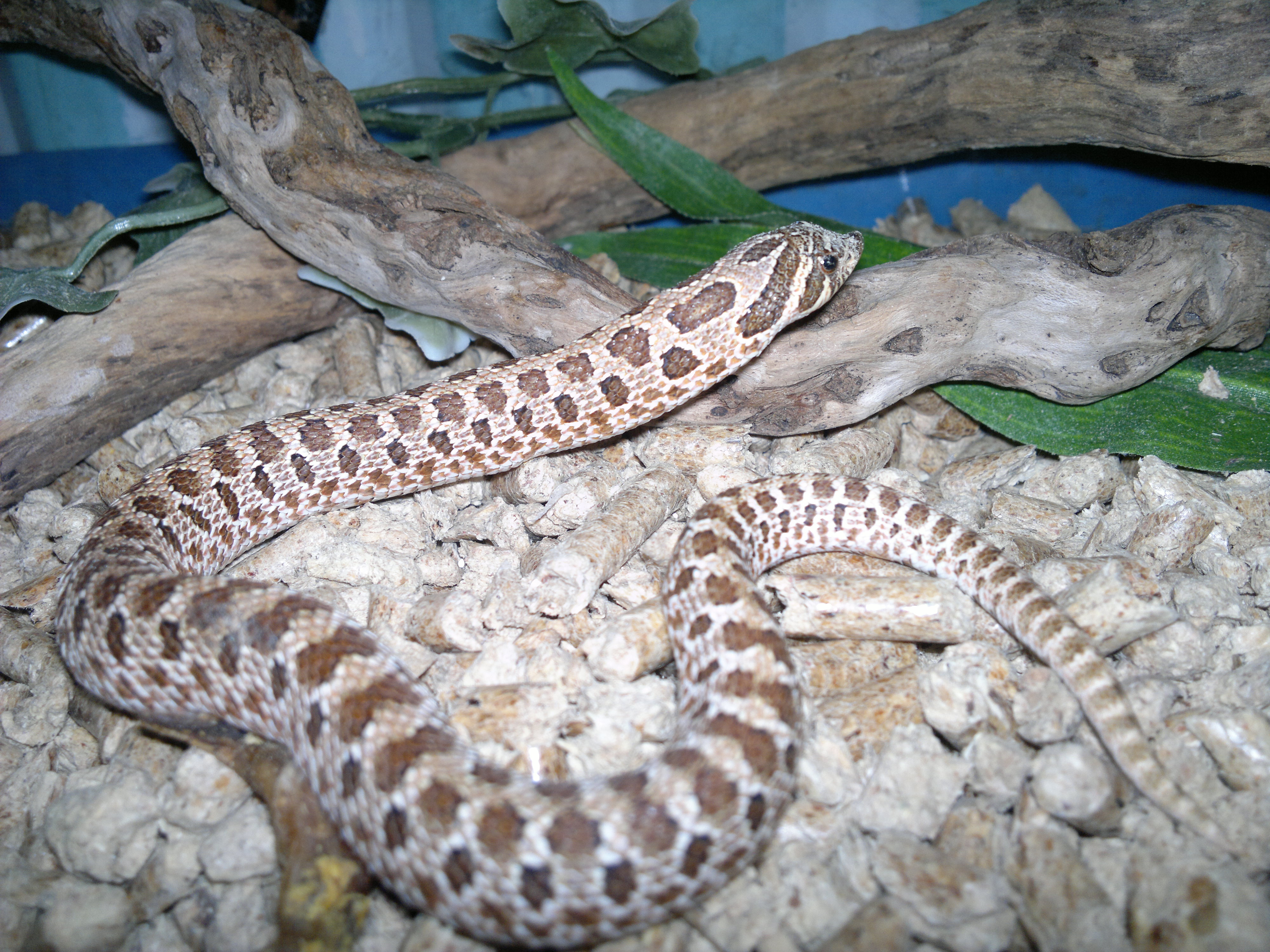a small light grey with dark grey blotches hognose snake with branches