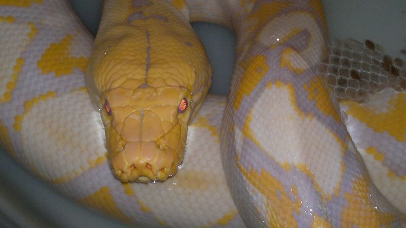 a large reticulated python with a yellow head and white, yellow and purple markings on the body