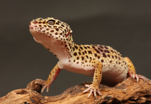 a small gecko with black spots on its body