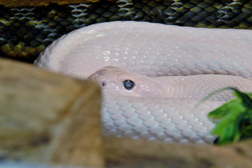 a pure white snake with pale blue eyes