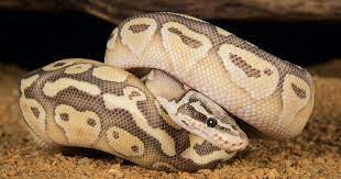 a washed out royal python curled up in a ball