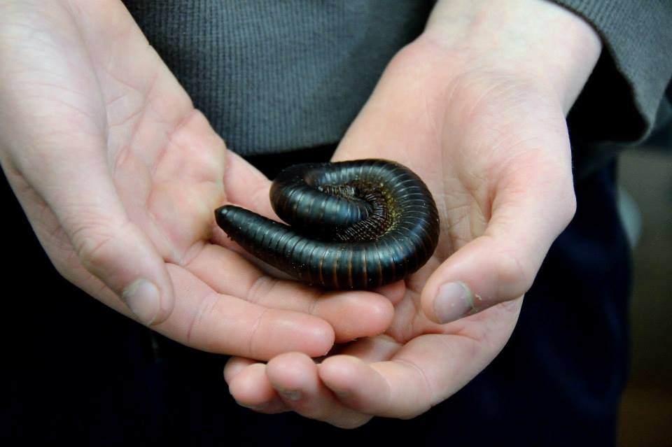 a large black shiny millipede curled in someones hands
