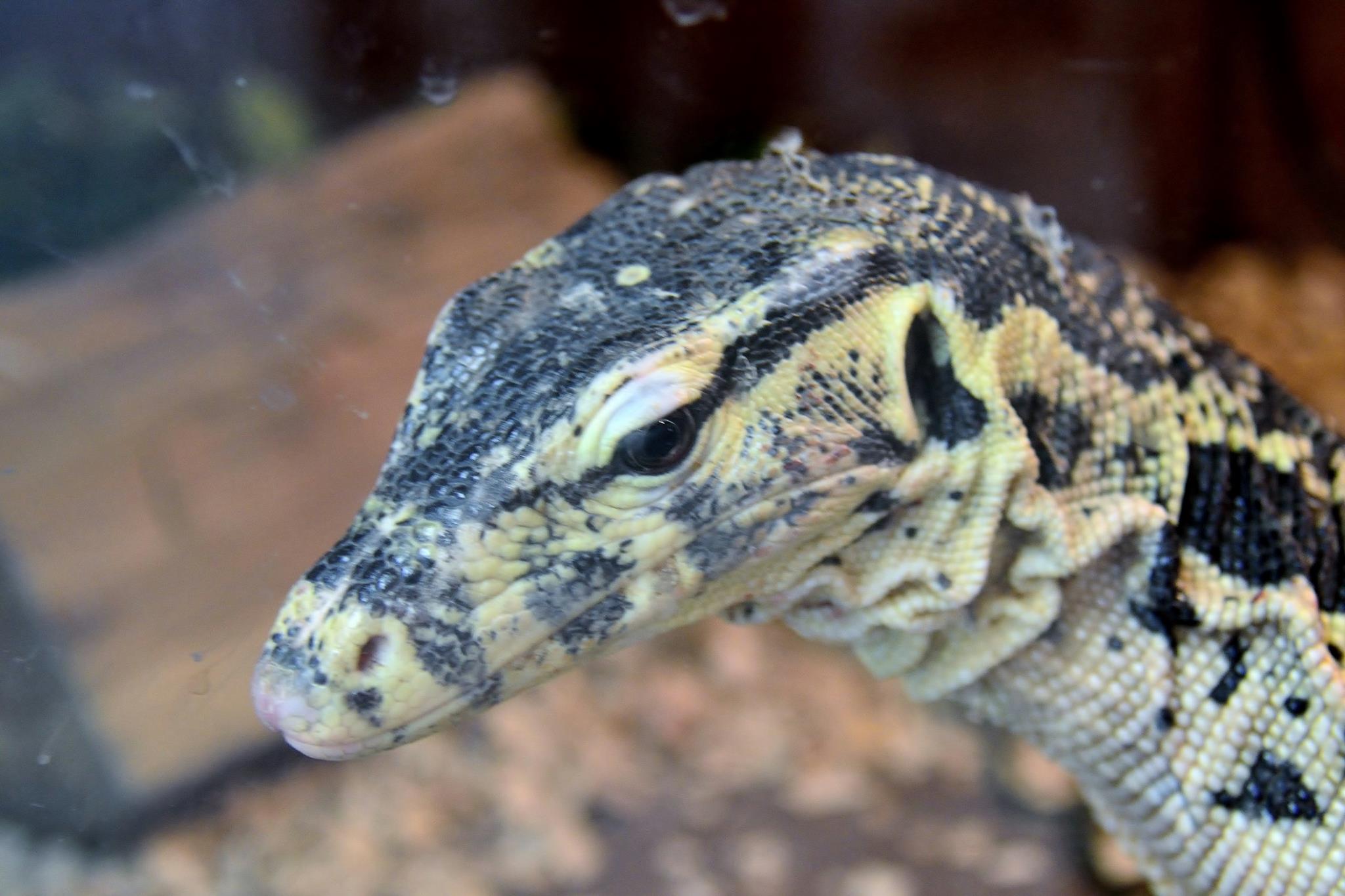 a head shot of a medium nile monitor