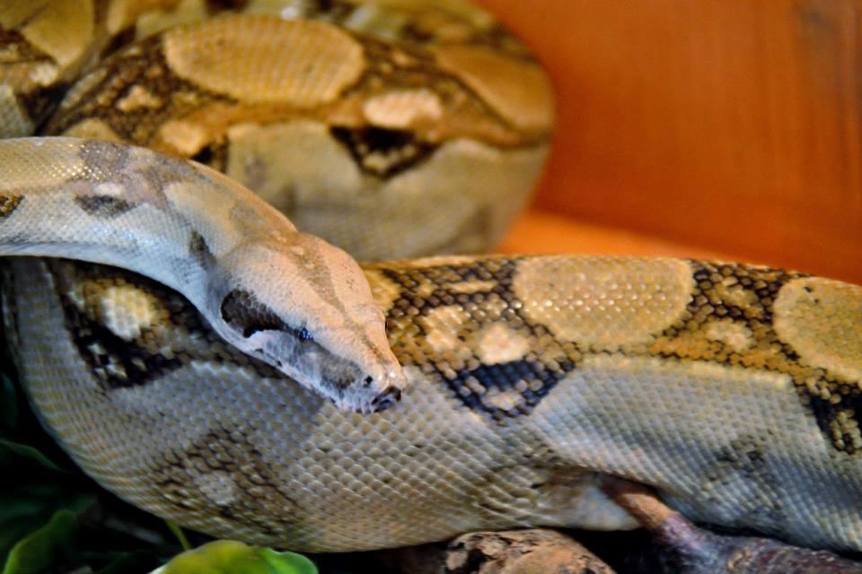a small light grey boa with brown saddle markings on its back