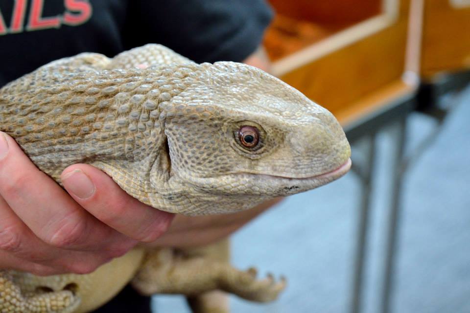 a head shot of a large bosc monitor in someones hand