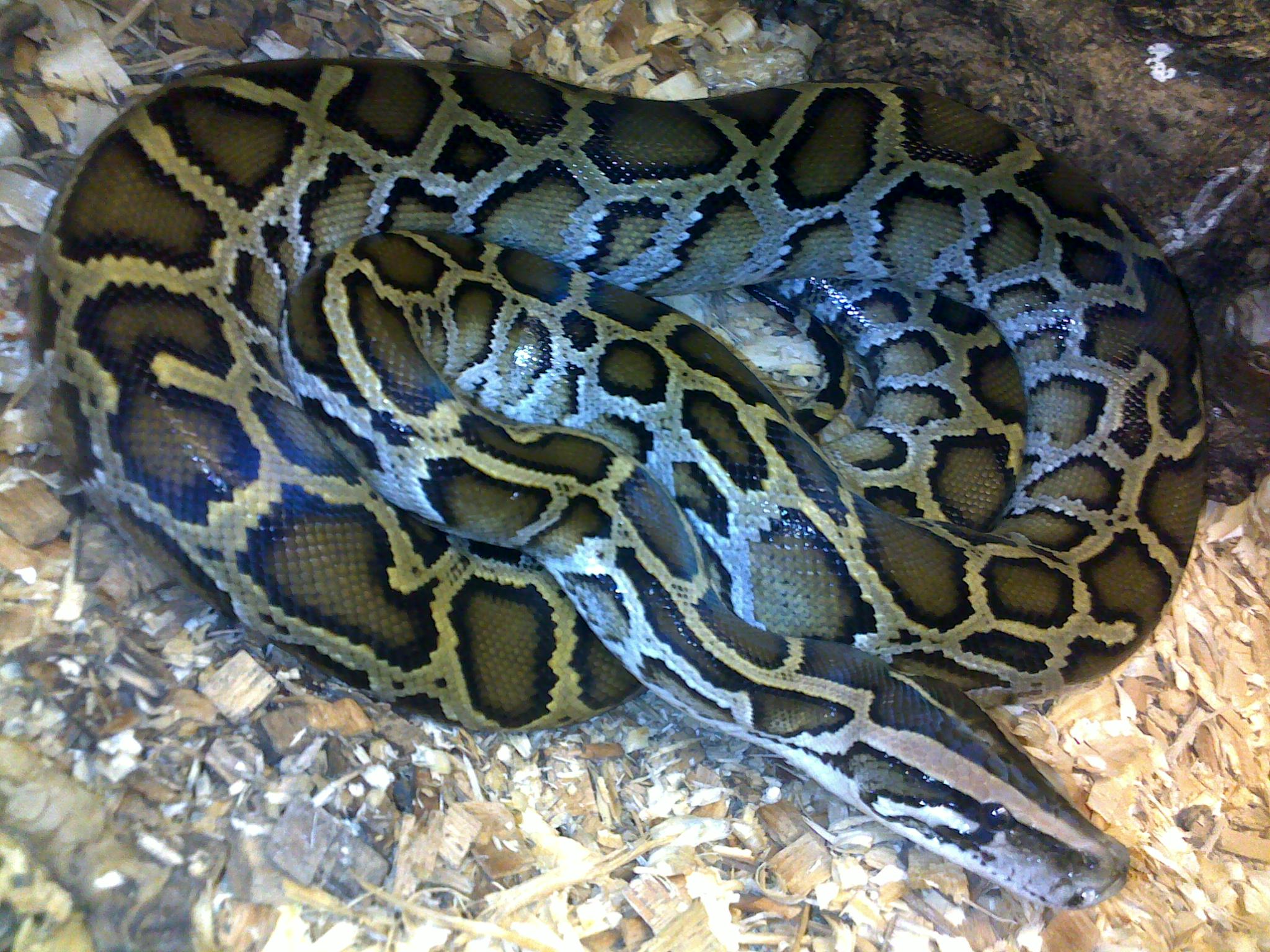 a large normal phase burmese python curled up