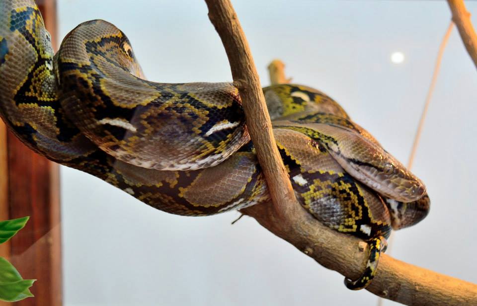 a large reticulated python on a branch