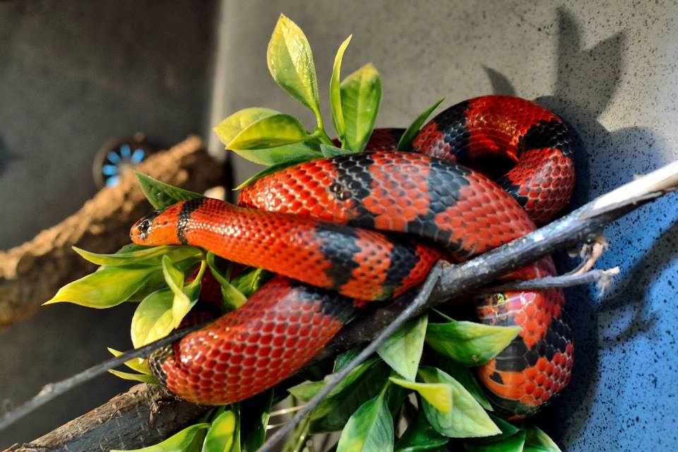 an orange black and white banded snake