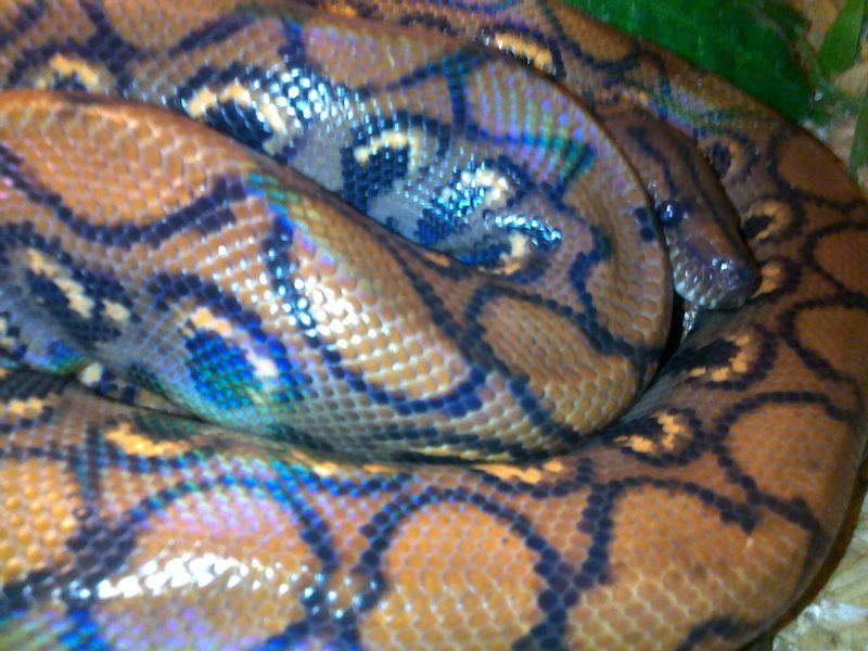 a orange brazilian rainbow boa curled up