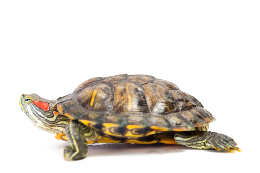 a large red-eared terrapin with a dark brown shell and red stripes on the sides of its face