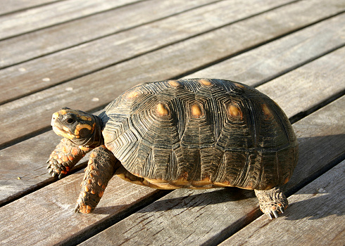 a small red foot tortoise with a black shell and yellow patches