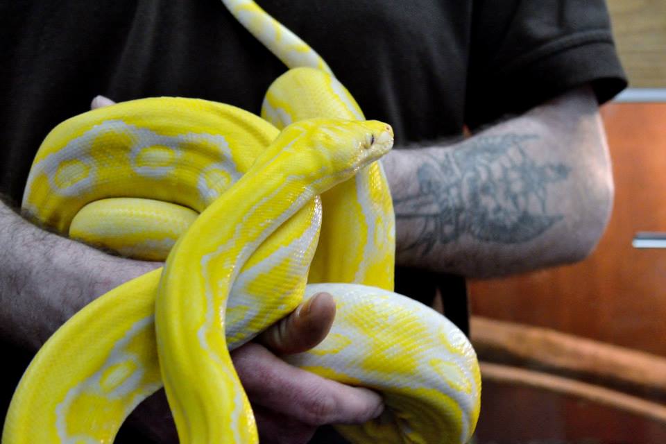a hi yellow phase reticulated python