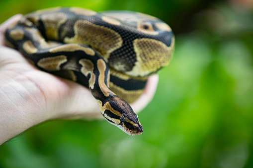 a normal colored royal with a black body and gold blotches