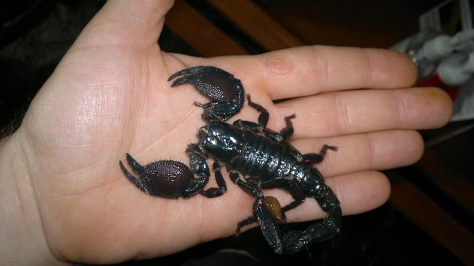 a shiny black emperor scorpion with large pincheers on someones hand
