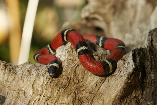 a black, white and red banded snake