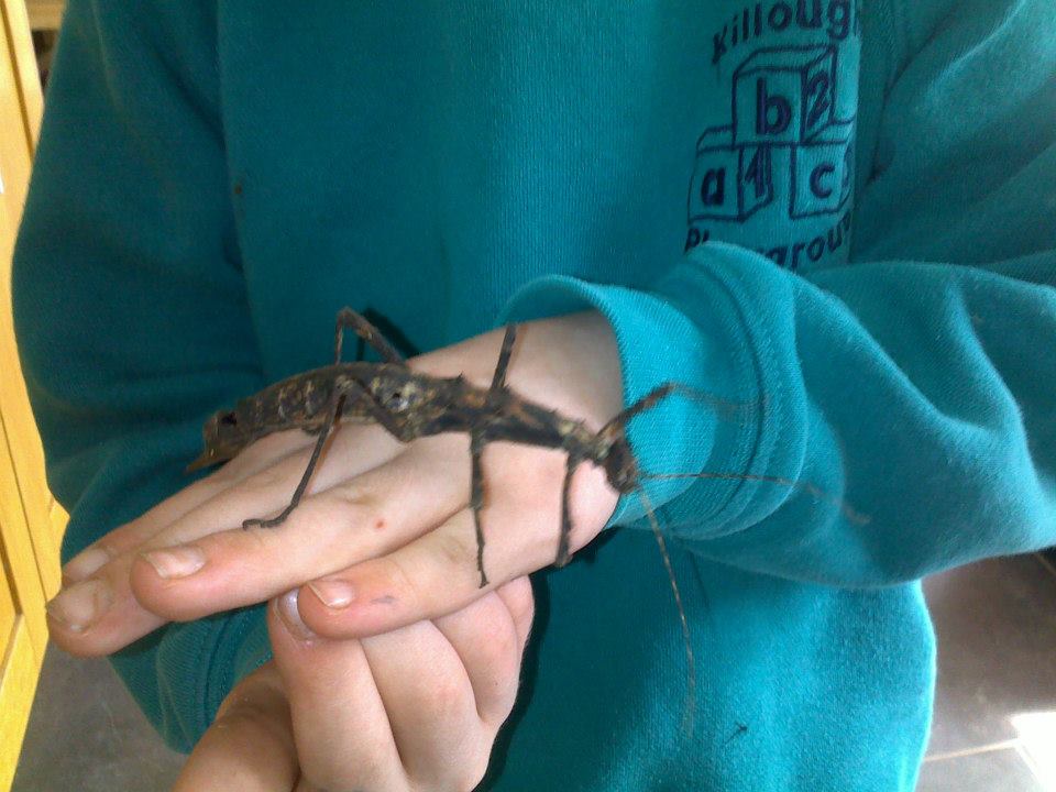 a brown stick insect on a childs hand