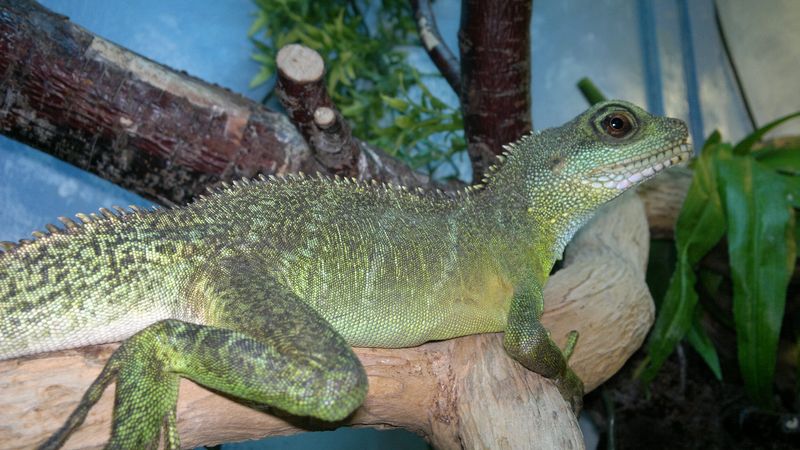 a green water dragon lying on a branch