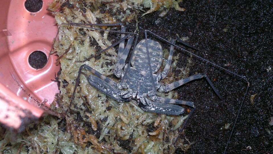 a grey whip scorpion on moss and soil