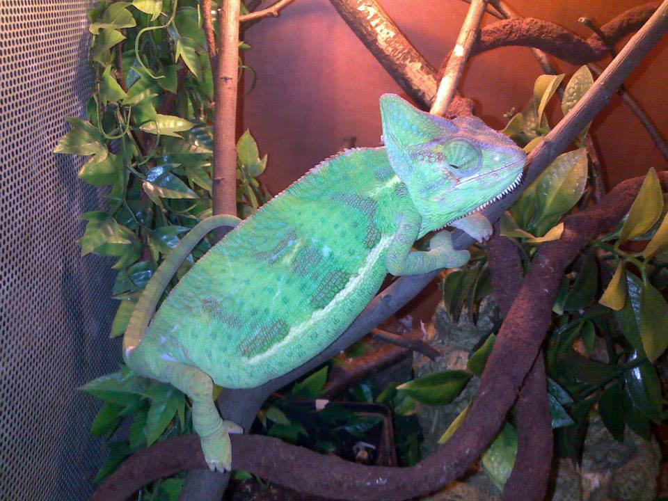 a large light green male yeman chamelon sitting on a branch with plastic leaves